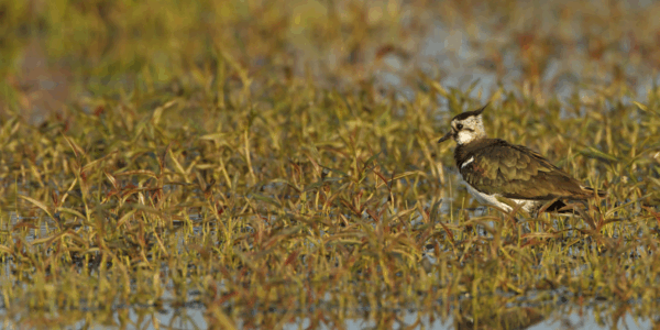 Kiebitzschutzprojekt GNOR e.V.