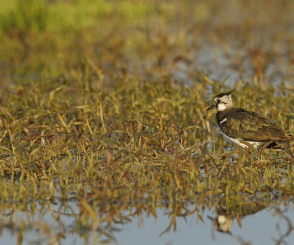 Kiebitzschutzprojekt GNOR e.V.